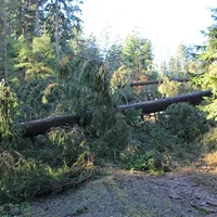 10799_13_sturmschaeden.jpg